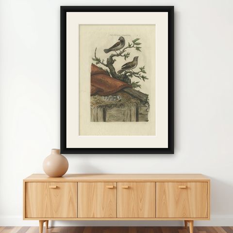 Antique Bird Print of House Sparrows by Sepp & Nozeman, 1770, shown framed on a wall