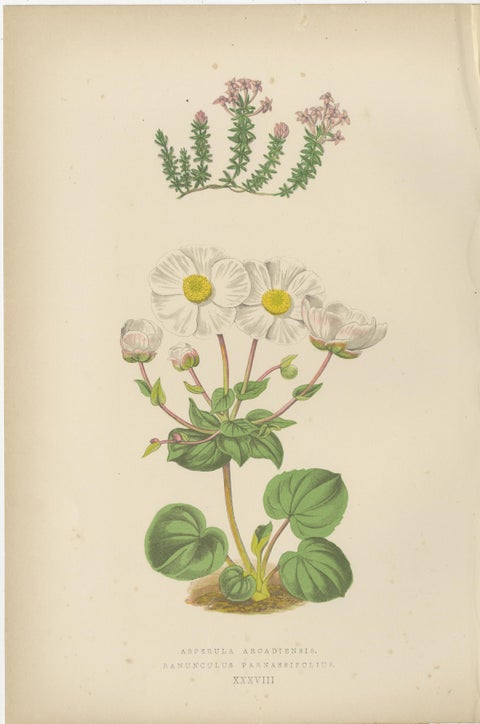 Alpine Botanical Lithograph Pair of Anomatheca and Saxifrage, 1874, view 3