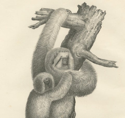 Pair of Antique Zoological Engravings, Exotic Mammals, c.1830, close-up 1