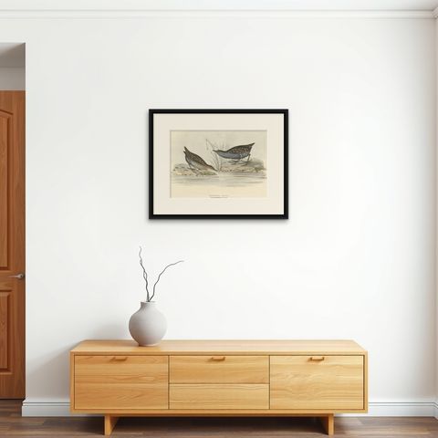 Antique Bird Print of the Baillon's Crake by Gould, 1832, shown framed on a wall
