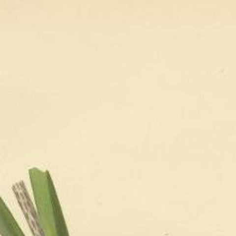 Antique Bird Print of the Sedge Warbler, 1927, close-up 1