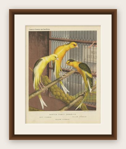 Antique Bird Print of the Scotch Fancy Canaries, circa 1880, shown framed