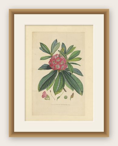 Antique Botany Print of The Rhododendron Barbatum by Van Houtte, 1849, shown framed