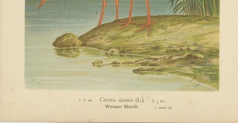 White Storks by the Water’s Edge, Elegant Antique Bird Chromolithograph c.1880, close-up 6
