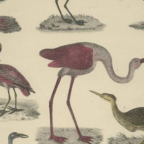 Antique Hand-Coloured Bird Engravings from Goldsmith’s Animated Nature, ca.1852, close-up 2