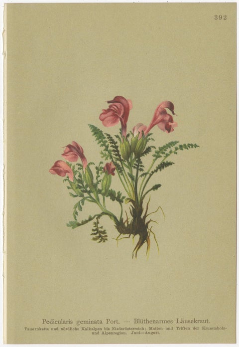 Eight Small Original Antique Pedicularis Wildflower Prints from the Alps, 1897, view 8