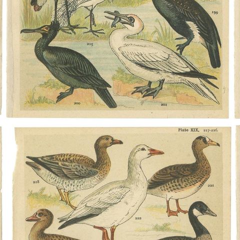 Set of 6 Antique Prints of various Waterfowl and Wading Birds by Gordon 'c.1900', close-up 2