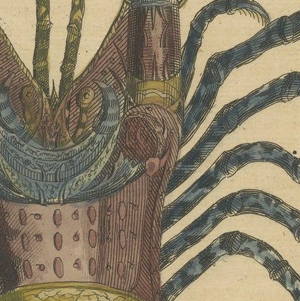 Colored Antique Engraving of a Lobster, 1726, close-up 1