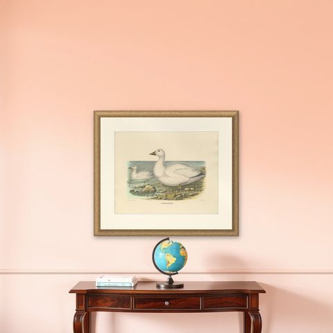Original Rare Old Bird Print Depicting Cassin's Snow Goose 'Anser Albatus', 1869, shown framed on a wall