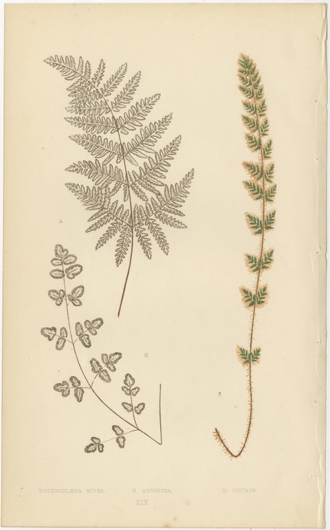 Victorian Fern Botanical Prints, Exotic Decorative Plant Studies Set 1856, view 10
