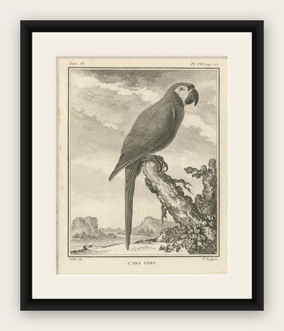 Original Antique Bird Engraving of a Green Macaw, shown framed
