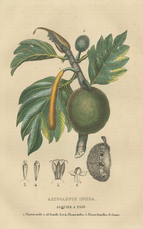 Artocarpus incisa (Breadfruit Tree), Hand-Colored Botanical Engraving, ca. 1825, close-up 5