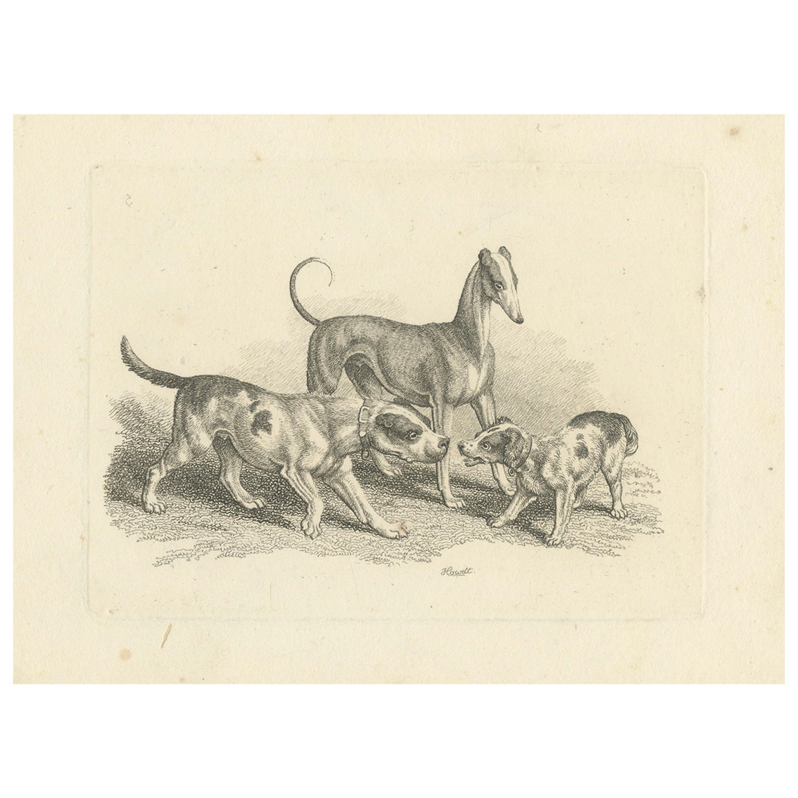 Three Dogs, Antique Etching by Samuel Howitt from Miscellaneous Etchings, 1812