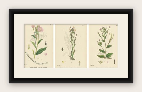 Hand-Colored Botanical Engravings of Hairy and Broad-Leaved Willow-Herbs, 1902, shown framed