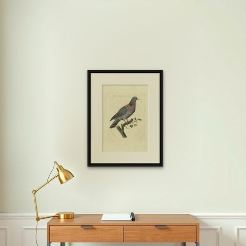 Stock Dove, Columba Oenas, Nozeman & Sepp Antique Bird Print, c.1829, shown framed on a wall