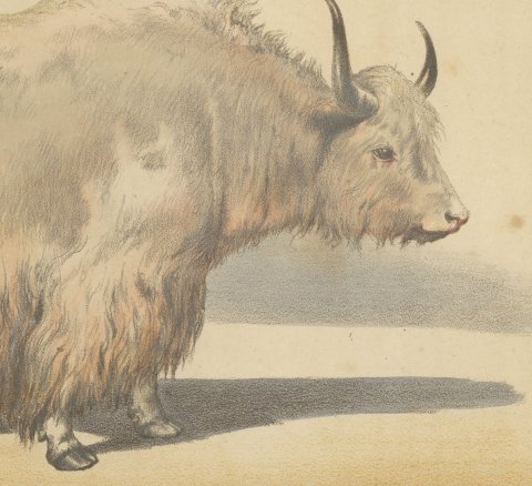 Male Yak, Antique Chromolithograph from Borie's Animaux de la Ferme, 1863, close-up 2