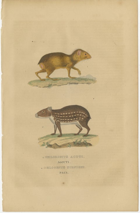 Tropical Rodents: The Agile Agouti and the Spotted Paca, 1845, view 2