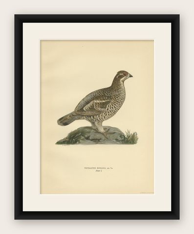 Antique Bird Print of the Hazel Grouse 'Female' by Von Wright '1929', shown framed