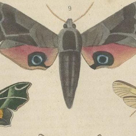 19th Century Lepidoptera: An Illustrated Compendium of Moths and Butterflies, close-up 5