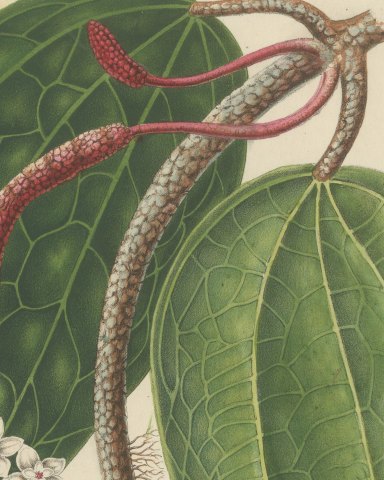 Hoya Macrophylla, Wax Plant in Flower Chromolithograph, 1859, close-up 2