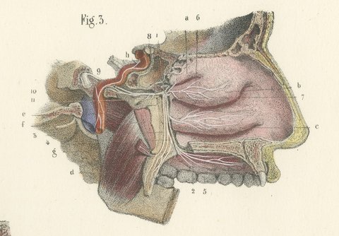 Nerves of the Nose, Palate and Upper Jaw, Antique Hirschfeld Anatomy Print, 1866, view 4