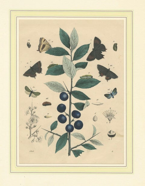 1848 Hand-Colored Lithograph of Butterflies, Caterpillars and Blackthorn Plant, close-up 1