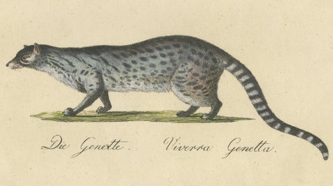 Egyptian Mongoose, Genet & Civet, Brodtmann Natural History Lithograph, 1816, close-up 1