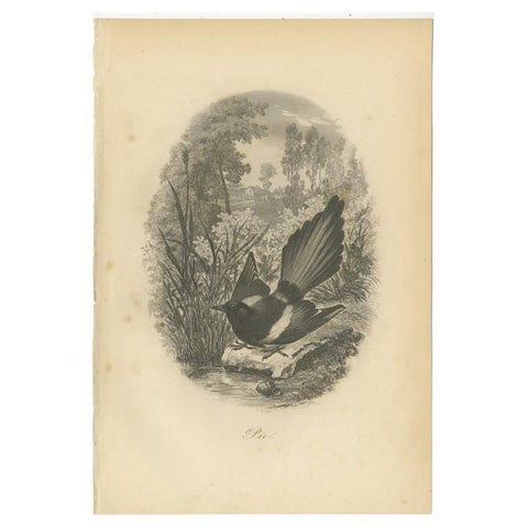 Antique Bird Print of a Magpie, 1853, view 2