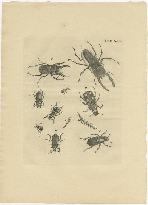 Set of 3 Antique Prints of Various Beetles, view 3