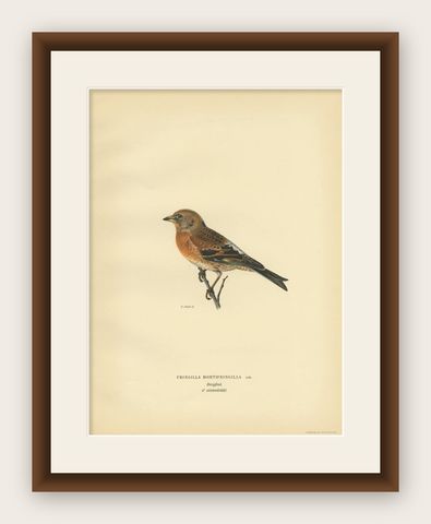 Antique Bird Print of a Male Brambling by Von Wright, 1927, shown framed