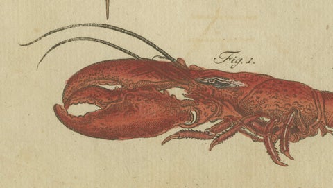 Antique Lobster, Crab & Horseshoe Crab Engraving, Bertuch, 1792, close-up 5