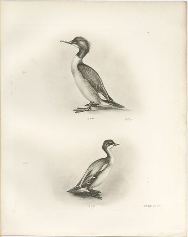 The Goosander and Smew, Antique Photogravure after Lilian Medland, circa 1908, view 2