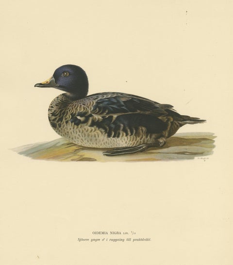 Solitary Serenity: A Juvenile Black Scoter Bird Print by Magnus von Wright, 1929, view 3