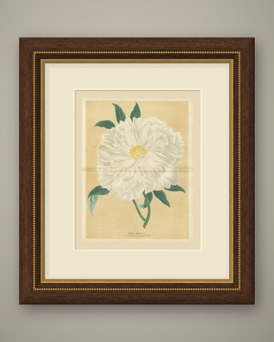 White Tree Peony Princesse Marie des Pays Bas, Paeonia Moutan, 1858, shown framed