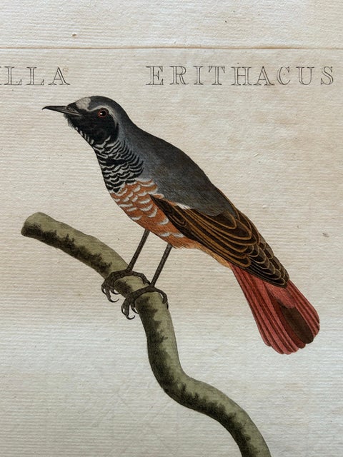 Motacilla Erithacus, Antique Common Redstart Print by Nozeman & Sepp, 1809, view 5
