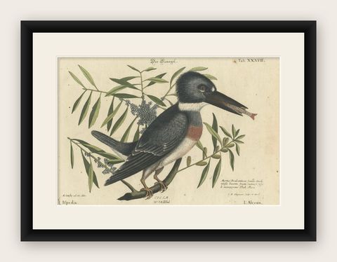 Hand-Colored Engraving of the Kingfisher by Johann Michael Seligmann, ca.1770, shown framed