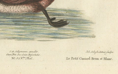 Hand-Colored Engraving of the Small Brown and White Duck by Seligmann, c.1770, close-up 2