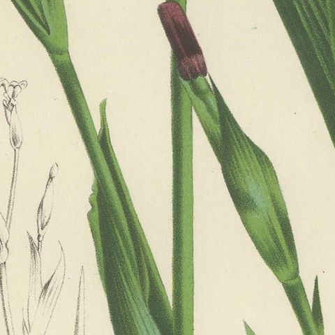 Van Houtte's Tigridia Botanical Illustration by Louis van Houtte, 19th Century, close-up 6