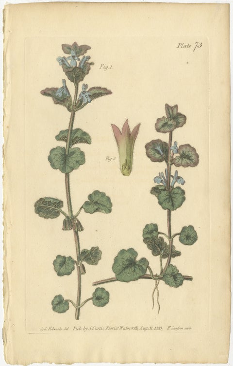 Antique Ground Ivy Botanical Engraving, Glechoma hederacea, 1805, view 2