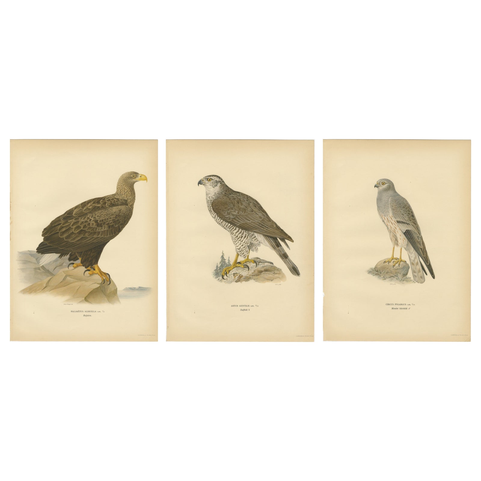 Scandinavian Woodland Hawks Triptych, Svenska Fåglar Lithographs, Sweden 1929