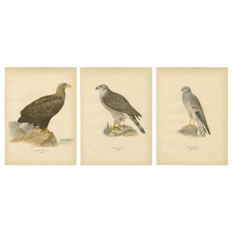 Scandinavian Woodland Hawks Triptych, Svenska Fåglar Lithographs, Sweden 1929