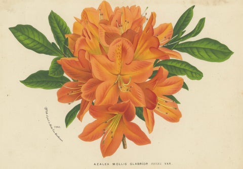 Enchanted Blossoms: Masterpieces of Botanical Art from Van Houtte's Florilegium, close-up 4
