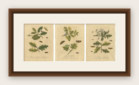 Antique Entomology Print, English Insects on Oak & Elm, Albin 1720, shown framed