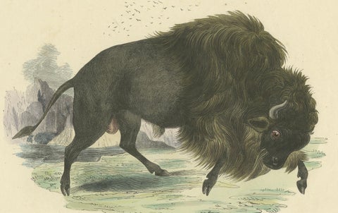 Der Bison (American Bison) - Hand-Colored Zoological Print, Circa 1840, close-up 3