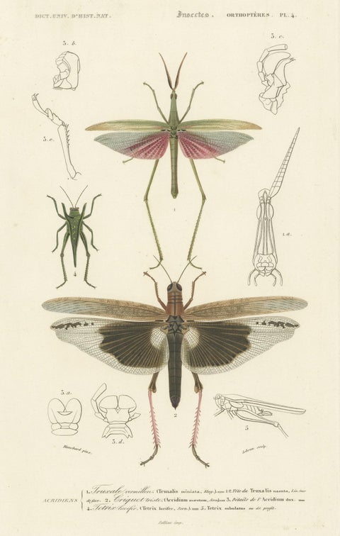 Antique Print of Various Insects Including a Grasshopper, close-up 2