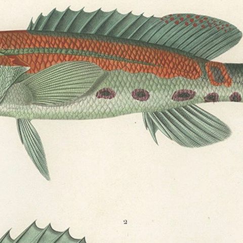 Tropical Fish Engraving, Parrot Hind and Diacope, Paris 1846, close-up 4
