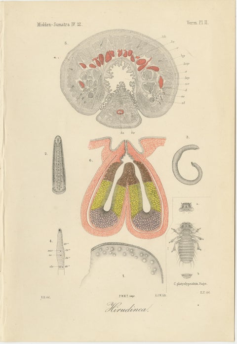 Antique Scientific Plates of Leeches, Worms, Spiders & Microscopic Anatomy, 1887, view 2