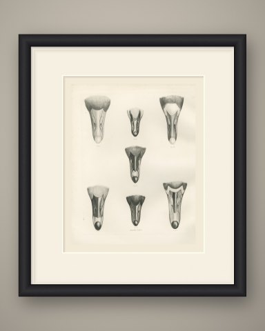 Bills of Seven Wild Geese Seen from Above after Lilian Medland, c. 1909, shown framed