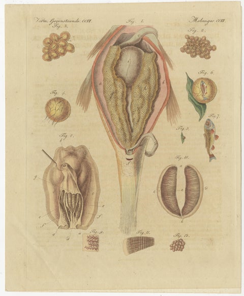 Set of Two Antique Prints of Embryos of a Chicken, Pigeon, Snake, Fish & Others, view 3