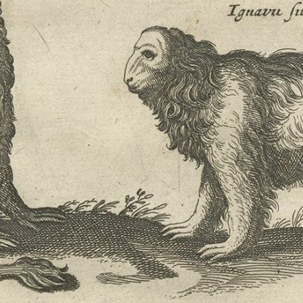 Antique Engraving Showing Animals of the Guenon & Armadillo Species, 1657, close-up 3